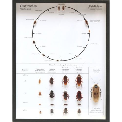 Expositor de Cucarachas - 1