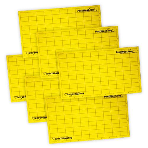 Tabla Adhesiva Amarilla para Monitoreo gama Chameleon - 6 tablas